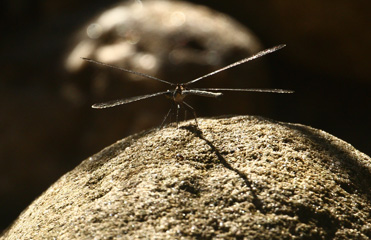 IMG_8897a.jpg